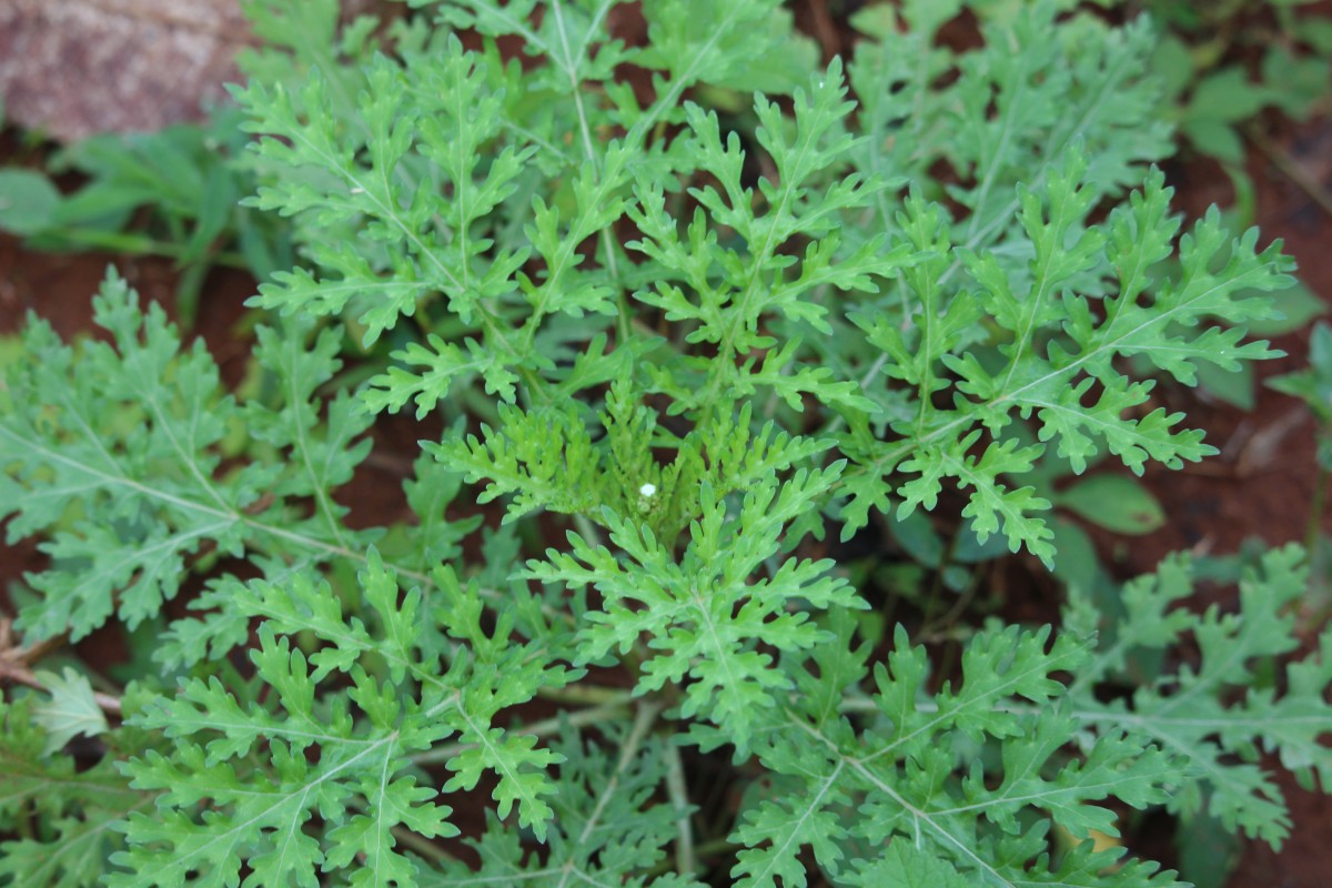 Parthenium hysterophorus L.